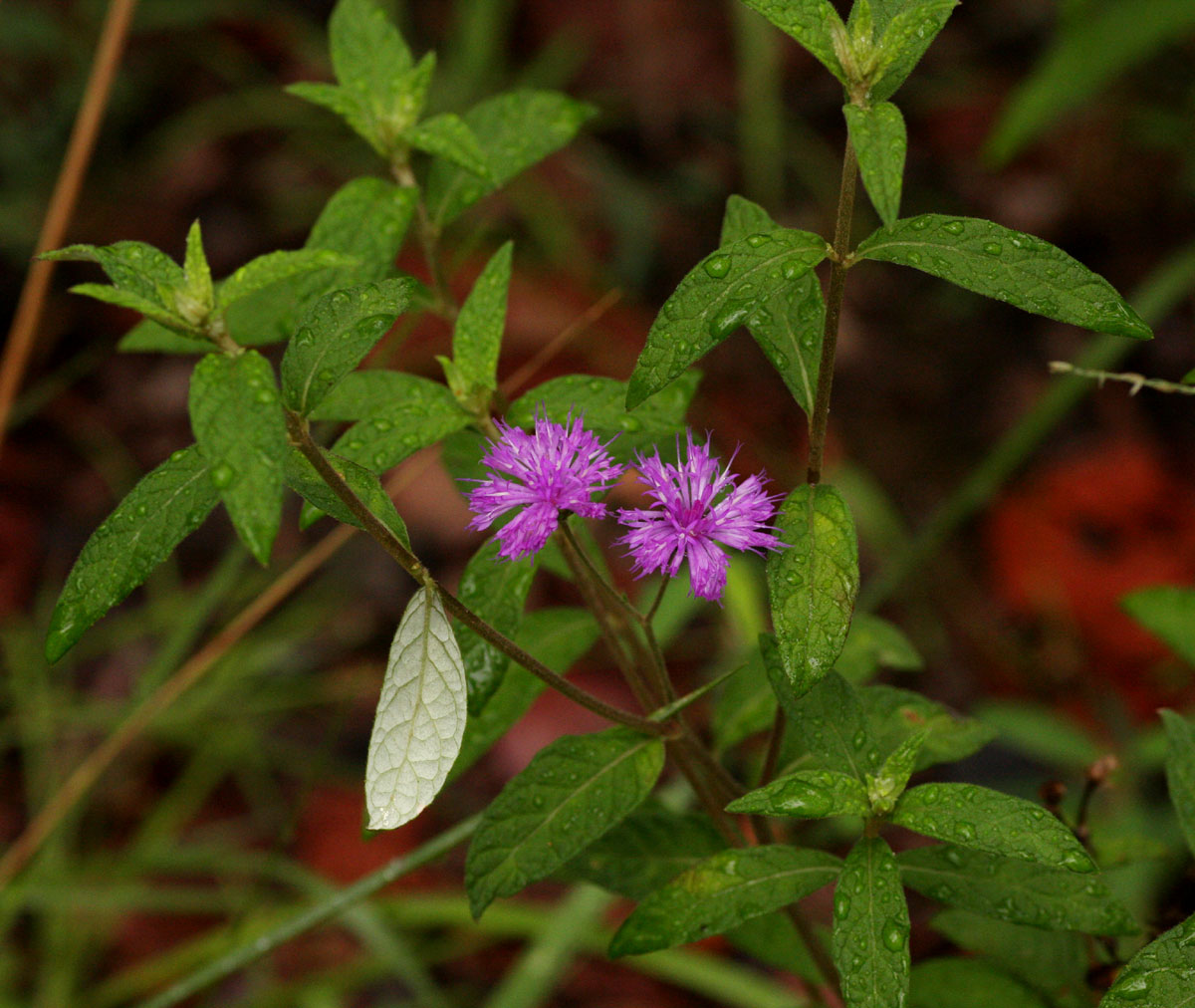 Gutenbergia westii
