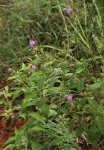 Gutenbergia westii