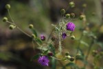 Gutenbergia westii