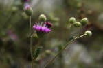 Gutenbergia westii