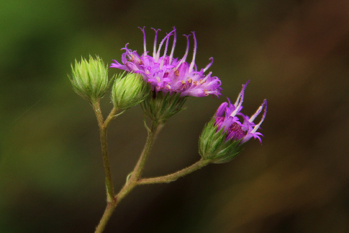 Gutenbergia westii