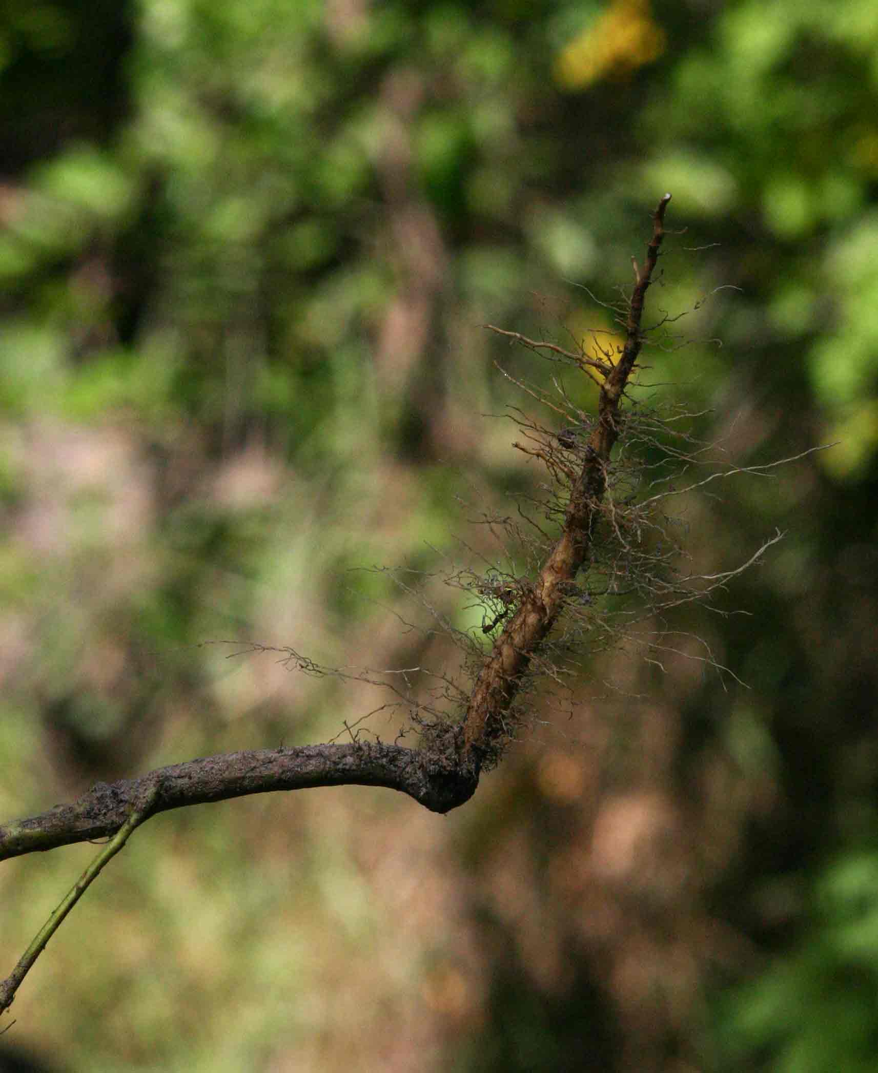 Erlangea misera