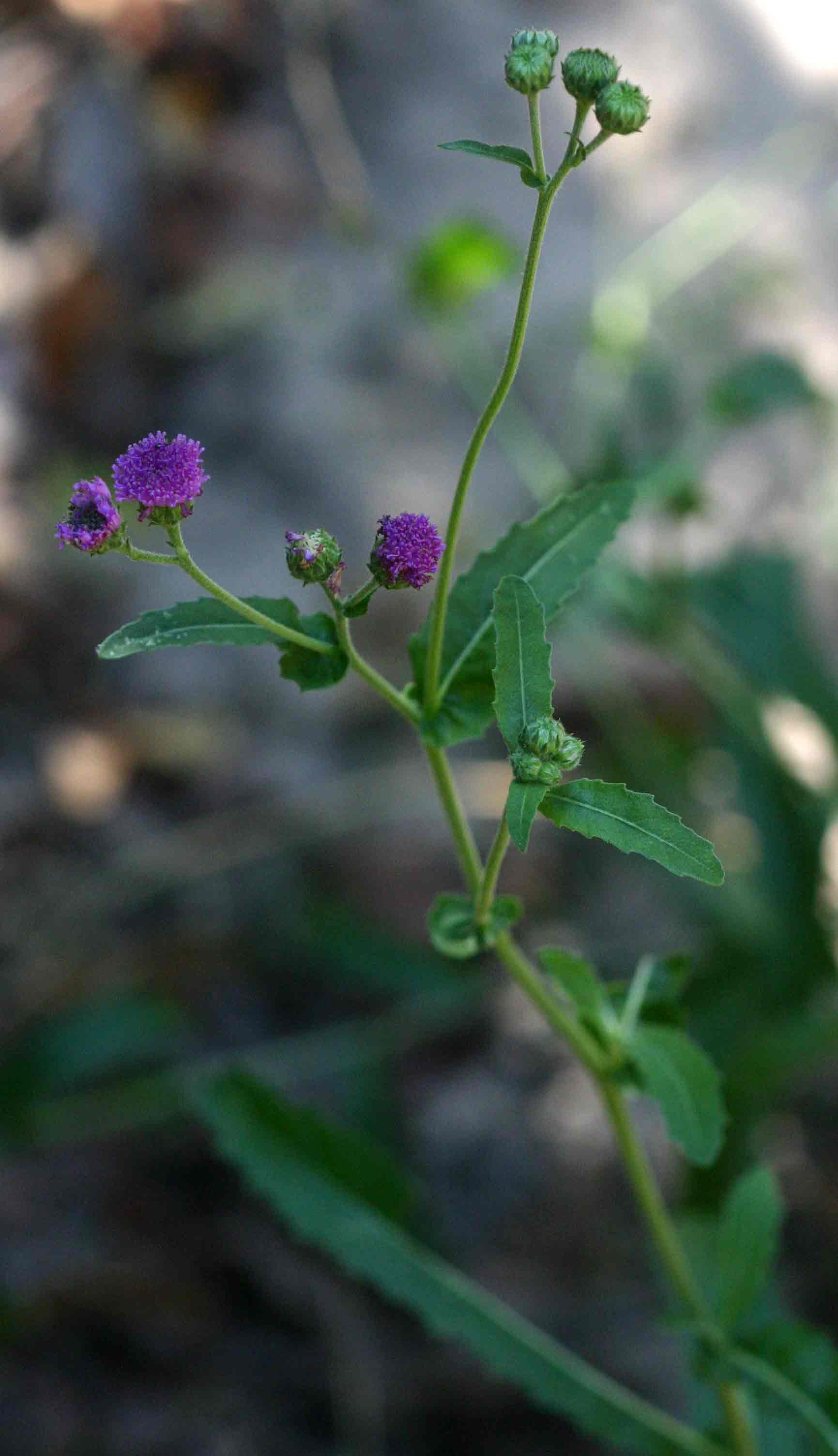 Erlangea misera