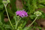 Erlangea misera