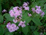 Bothriocline inyangana var. inyangana