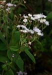 Bothriocline inyangana var. inyangana