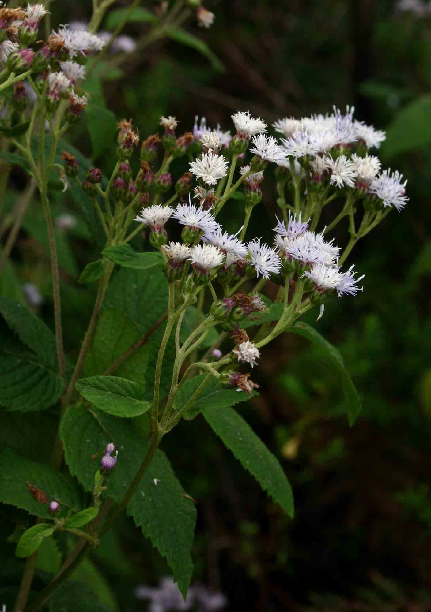 Bothriocline inyangana var. inyangana