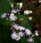 Bothriocline inyangana var. inyangana