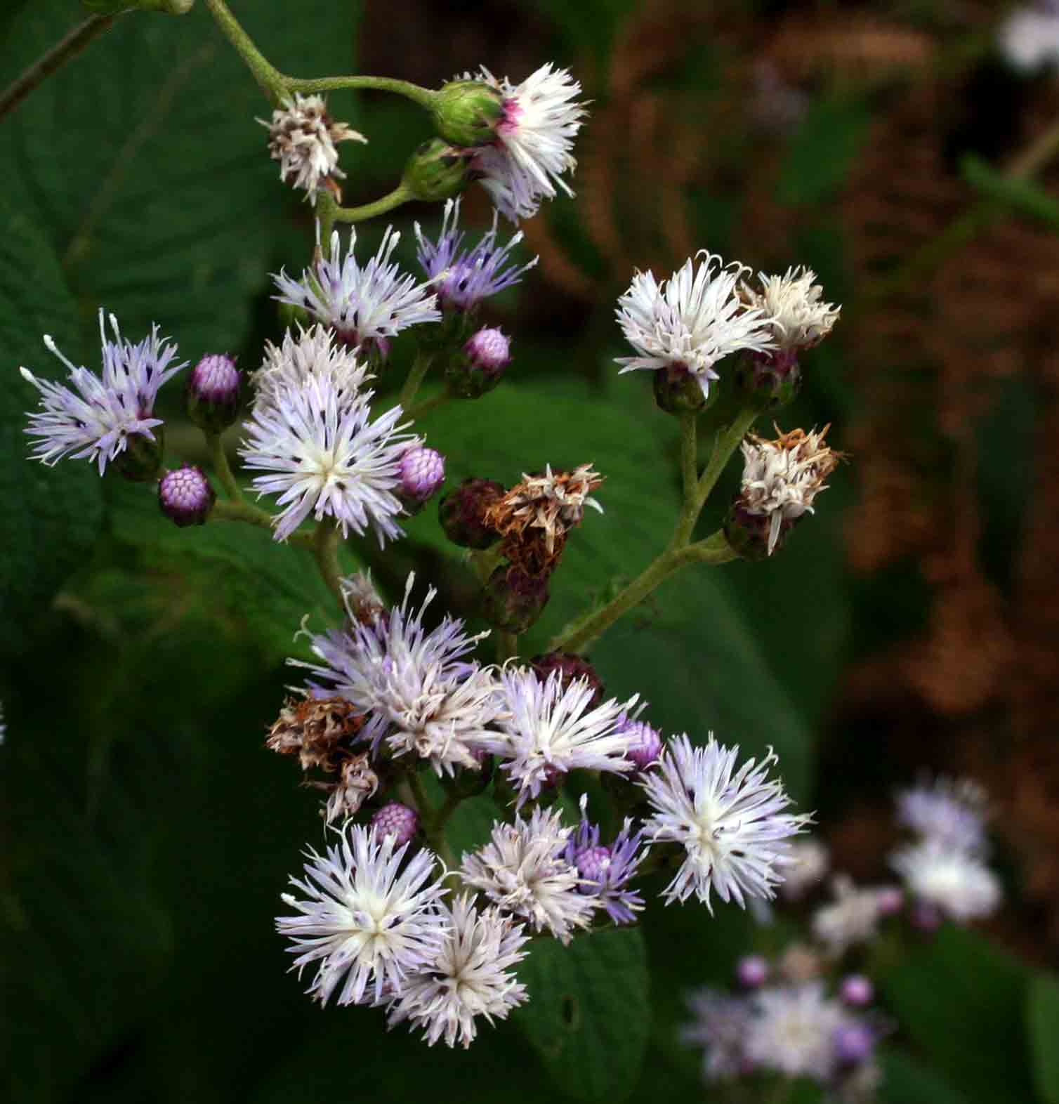 Bothriocline inyangana var. inyangana