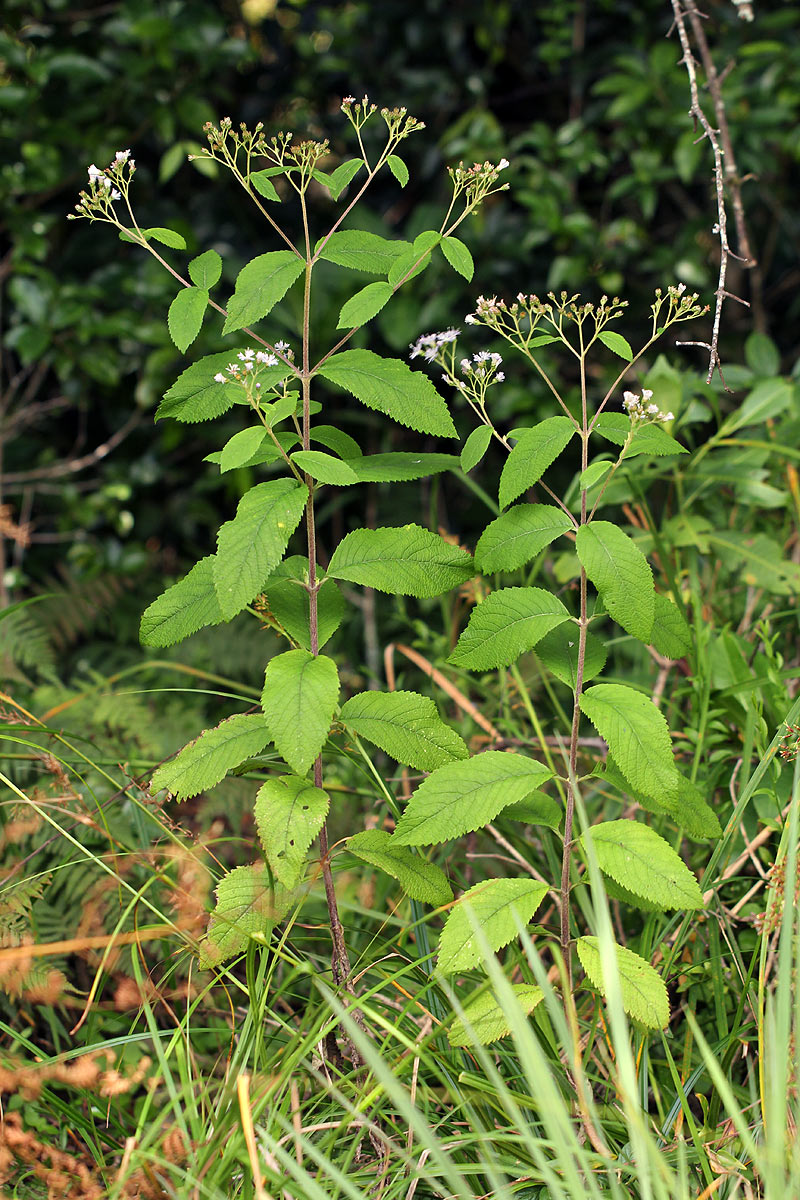 Bothriocline inyangana var. inyangana