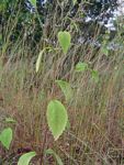 Bothriocline laxa subsp. laxa