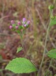 Bothriocline laxa subsp. laxa
