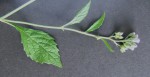 Bothriocline laxa subsp. laxa