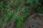 Bothriocline laxa subsp. laxa