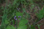 Bothriocline laxa subsp. laxa