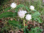 Vernonia adoensis var. kotschyana