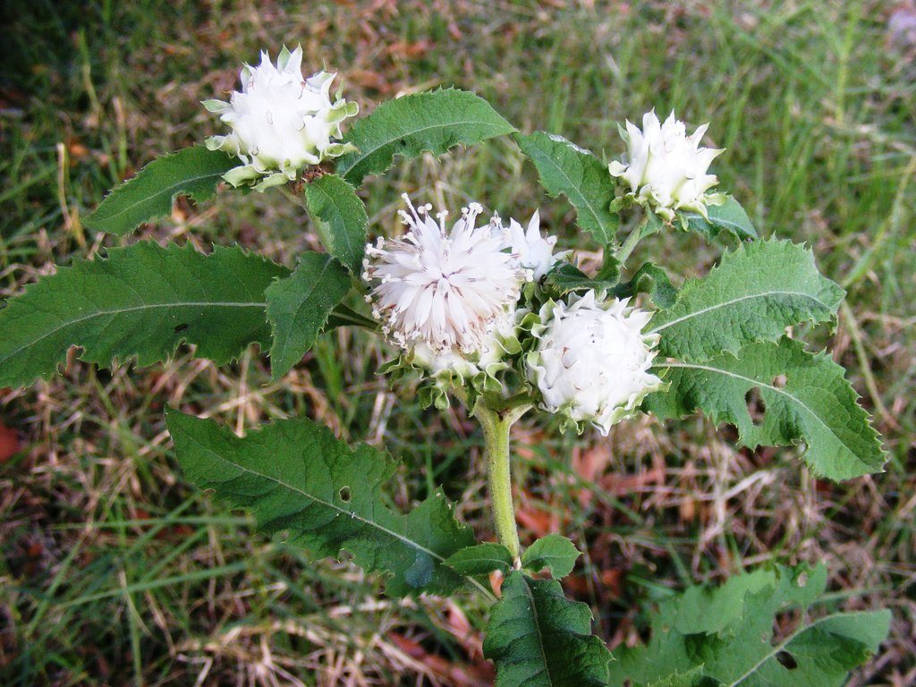 Vernonia adoensis var. kotschyana
