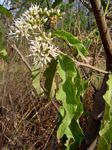 Vernonia amygdalina