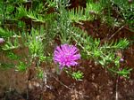 Vernonia bainesii subsp. bainesii