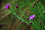 Vernonia bainesii subsp. bainesii