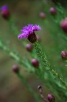Vernonia bainesii subsp. bainesii