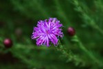 Vernonia bainesii subsp. bainesii