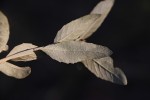 Vernonia bellinghamii