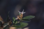 Vernonia bellinghamii