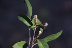 Vernonia bellinghamii
