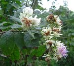 Vernonia calvoana subsp. meridionalis