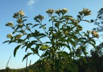 Vernonia calvoana subsp. meridionalis
