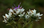 Vernonia calvoana subsp. meridionalis
