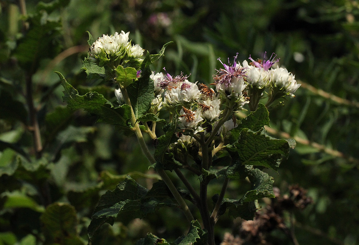Vernonia calvoana subsp. meridionalis