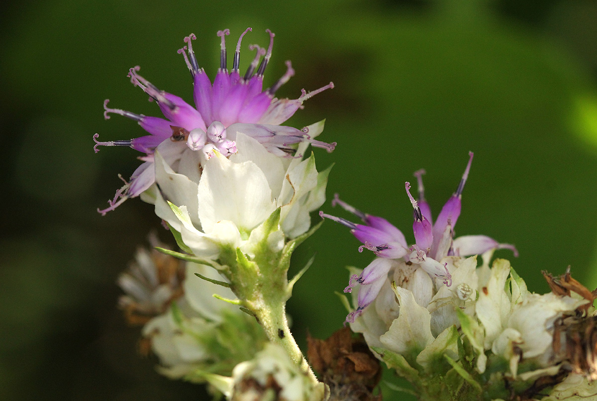 Vernonia calvoana subsp. meridionalis