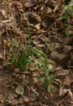 Vernonia cinerea var. cinerea