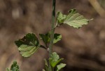Vernonia cinerea var. cinerea