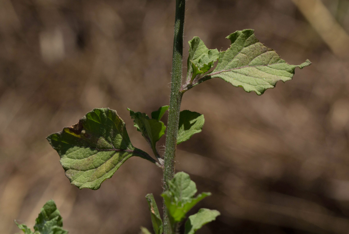 Vernonia cinerea var. cinerea