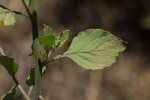 Vernonia cinerea var. cinerea