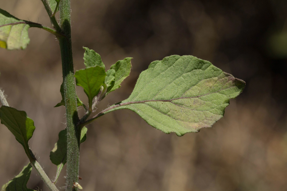 Vernonia cinerea var. cinerea