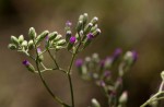 Vernonia cinerea var. cinerea