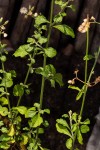 Vernonia cinerea var. cinerea