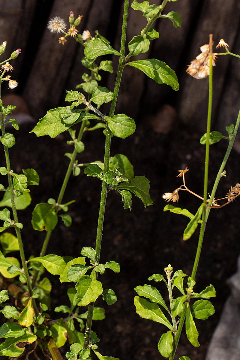 Vernonia cinerea var. cinerea