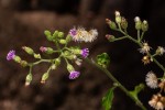 Vernonia cinerea var. cinerea