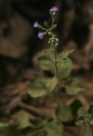 Vernonia cinerea var. cinerea
