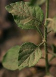 Vernonia cinerea var. cinerea