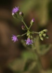 Vernonia cinerea var. cinerea