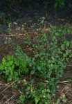 Vernonia cinerea var. cinerea