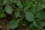 Vernonia cinerea var. cinerea