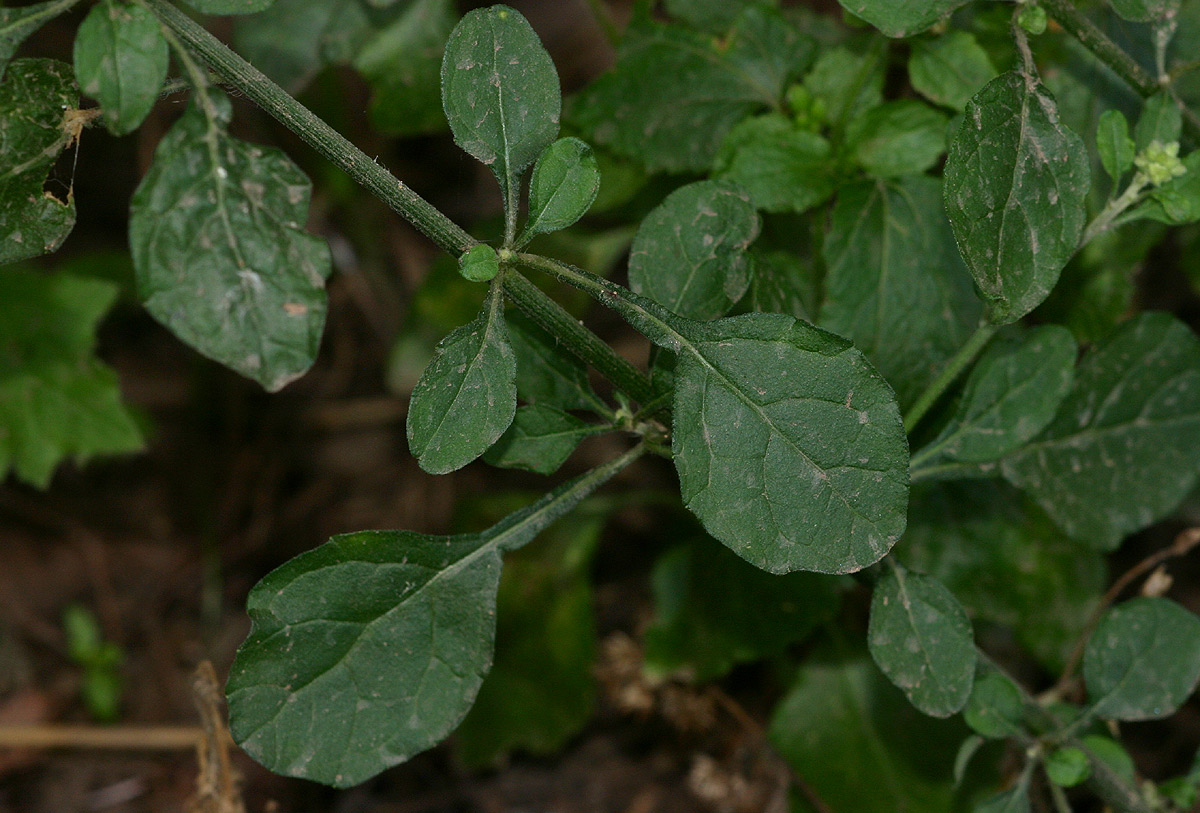 Vernonia cinerea var. cinerea