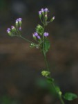 Vernonia cinerea var. cinerea